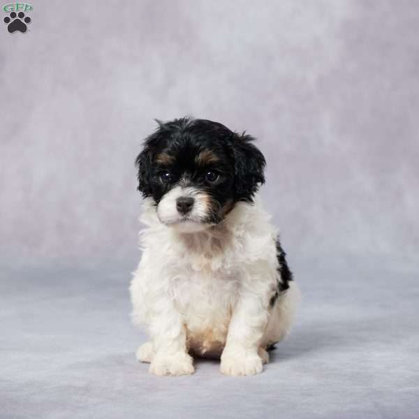 Oria, Cavapoo Puppy